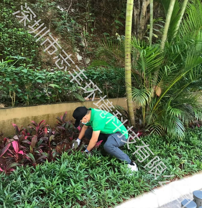 深圳寶安白蟻防治有哪些好的治理辦法三