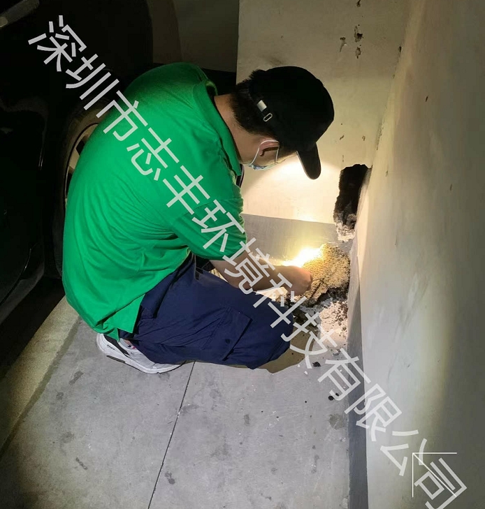 深圳工廠(chǎng)白蟻防治該如何防治？